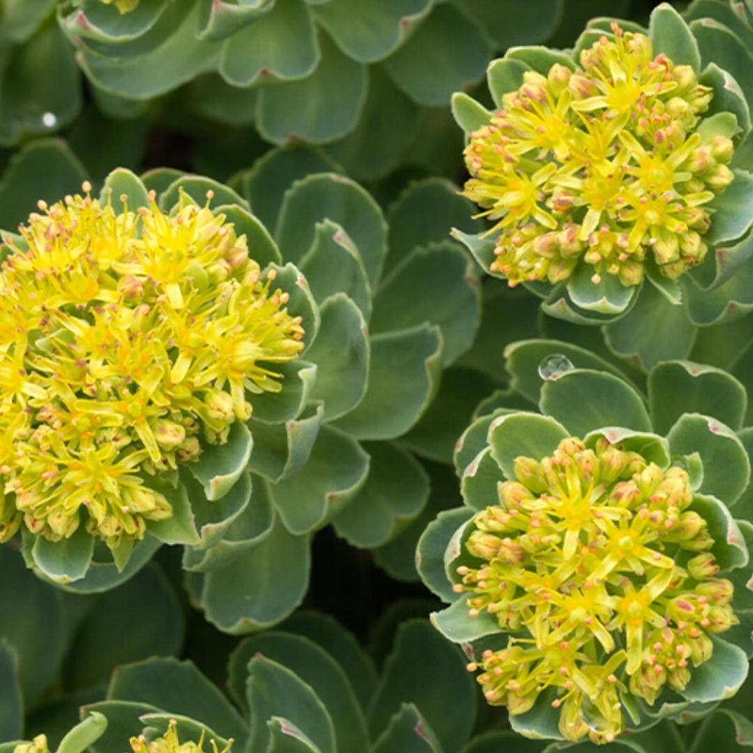 Rhodiola Rosea Flower seeds for Planting Easy to Grow Heirloom & GMO Free Seeds for Home Garden
