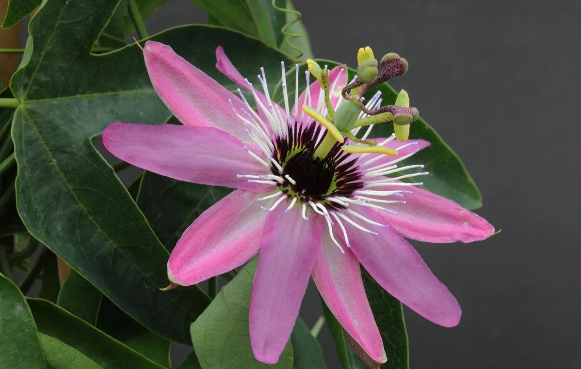 Pink and White Passion Flower Seeds for Planting