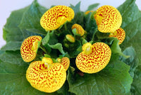 Red Yellow Calceolaria Flower seeds for Planting - Drought Tolerant, Heirloom & GMO Free Seeds for Home Garden