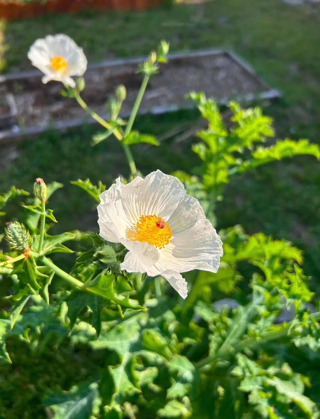 Coulteri Flower Seeds for Planting  Vibrant Blooms for Your Garden