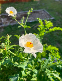 Coulteri Flower Seeds for Planting  Vibrant Blooms for Your Garden
