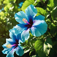 Blue White Hibiscus Flower seeds for Planting Hardy Variety Heirloom & GMO Free Seeds for Home Garden