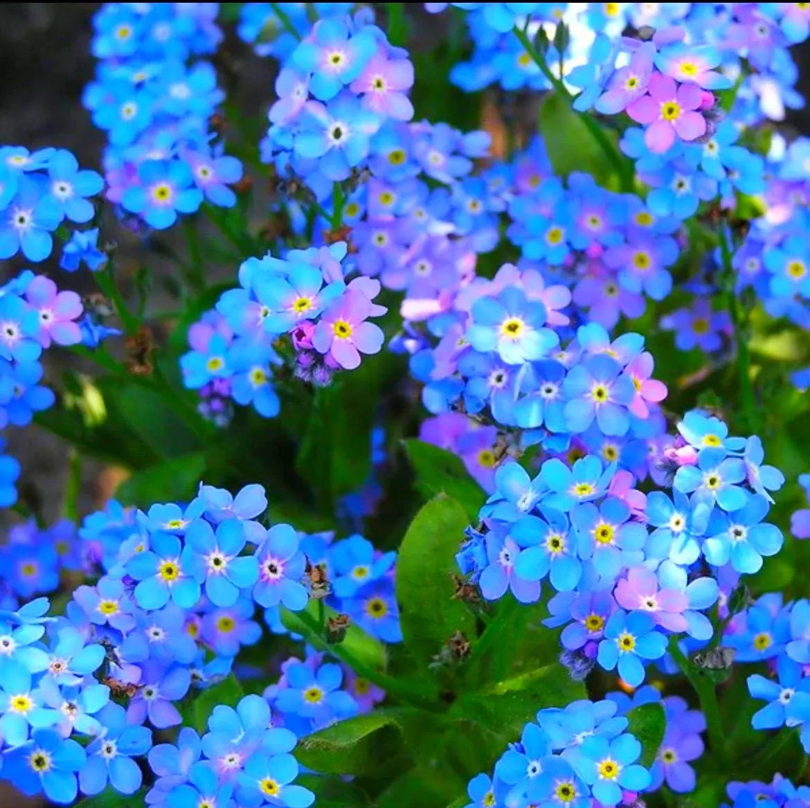 Forget Me Not Flower seeds for Planting Hardy Variety Heirloom & GMO Free Seeds for Home Garden