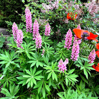 Pink Lupine Popsicle Flower seeds for Planting Compact Growth Heirloom & GMO Free Seeds for Home Garden 
 
 Sale