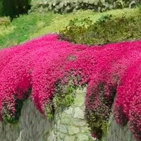 Red Creeping Flower seeds for Planting - Pollinator Friendly, Heirloom & GMO Free Seeds for Home Garden