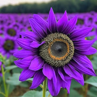 Purple Sunflower Flower seeds for Planting - Wildflower Mix, Heirloom & GMO Free Seeds for Home Garden