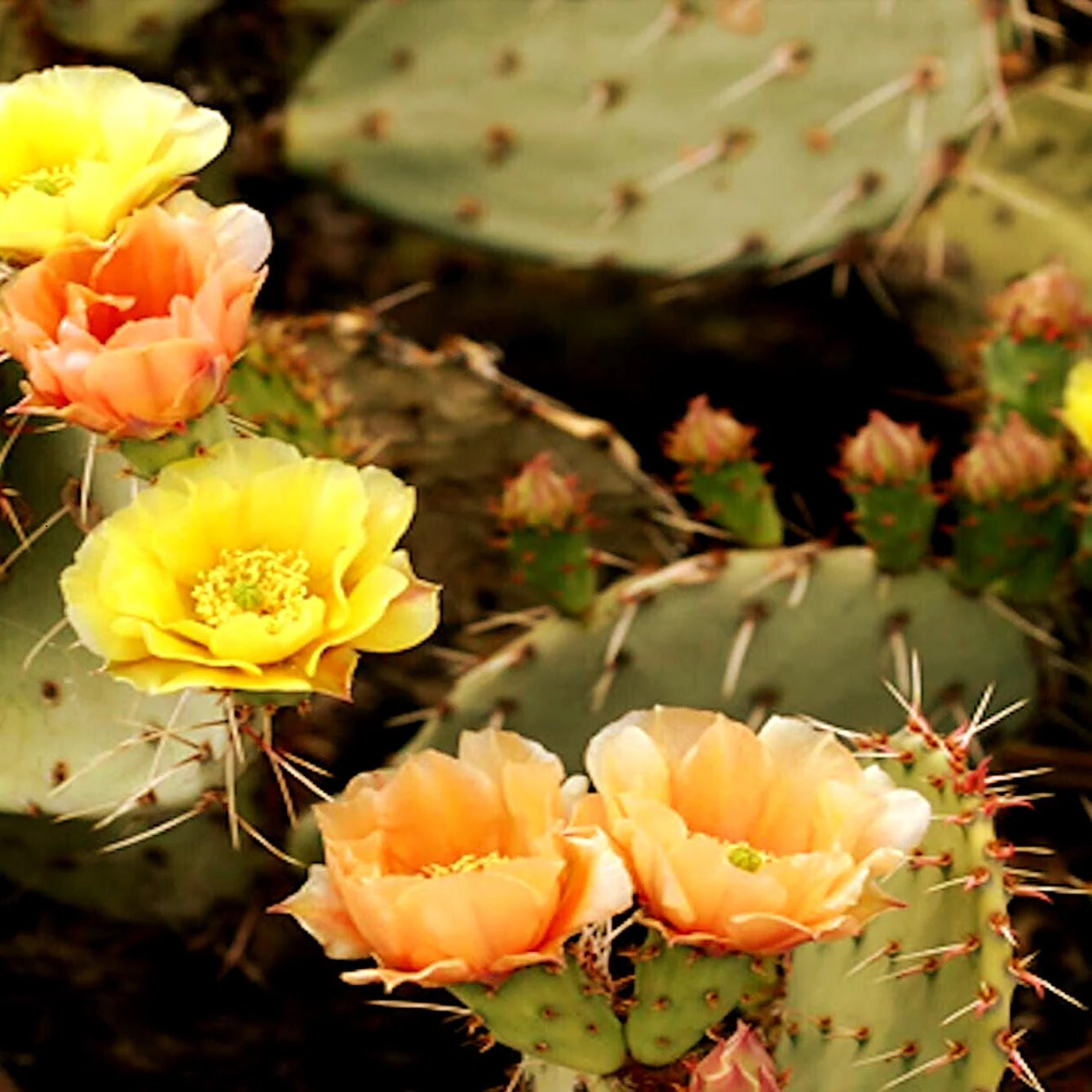 Yellow Opuntia Macrorhiza Planting Seeds