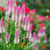 Celosia Spicata Flower seeds for Planting - Shade Tolerant, Heirloom & GMO Free Seeds for Home Garden