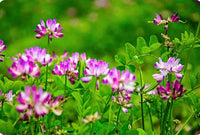 Astragalus Sinicus Flower seeds for Planting Vibrant Colors Heirloom & GMO Free Seeds for Home Garden