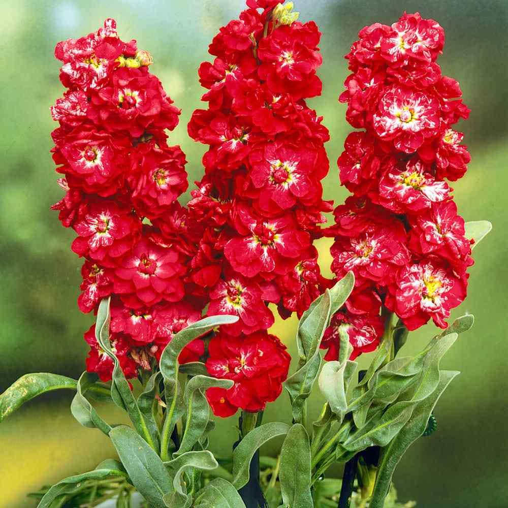 Red Mini Matthiola Incana Seeds for Planting heirloom & NonGMO Seeds Low Maintenance 
 
 Sale