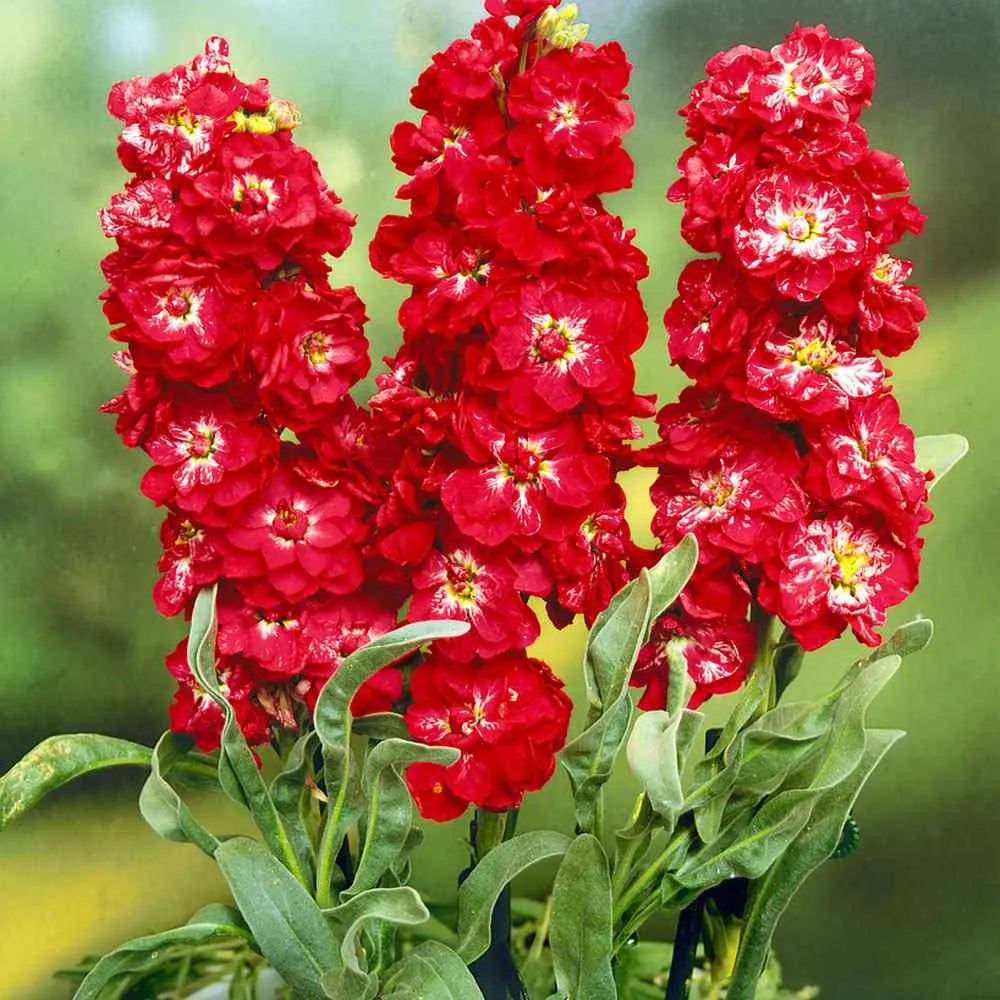 Red Matthiola Incana Flower Seeds, Flower seeds for Planting Colorful Display Heirloom & GMO Free Seeds for Home Garden