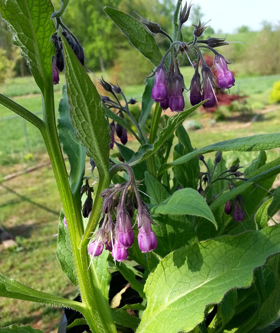 Violet Symphytum Flower seeds for Planting - Drought Tolerant, Heirloom & GMO Free Seeds for Home Garden