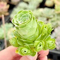 Aamish Succulent Flower seeds for Planting Easy to Grow Heirloom & GMO Free Seeds for Home Garden 
 
 Sale