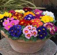 Mixed Primula Flower Seeds – Wildflower Mix Heirloom & NonGMO Seeds for Planting Home Gardens
 
 Sale