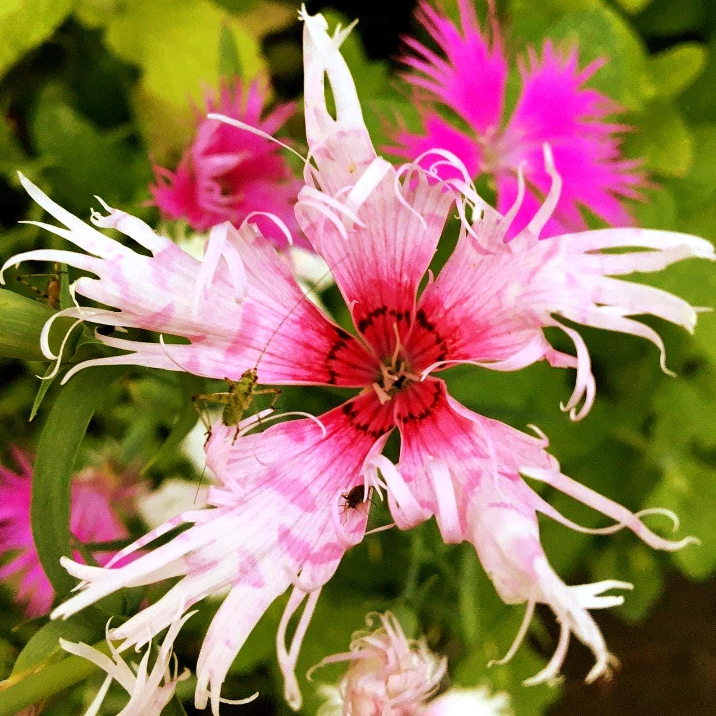 Dianthus Spooky Flower seeds for Planting Shade Tolerant Heirloom & GMO Free Seeds for Home Garden