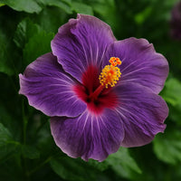 Dark Purple Hibiscus Flower Seeds for Planting Pollinator Friendly Heirloom & GMO Free Seeds for Home Garden
 
 Sale