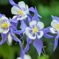 Aquilegia Columbine flower Seeds, Ideal for Woodland Planting