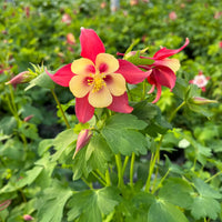 Red Yellow Aquilegia Flower Seeds Planting