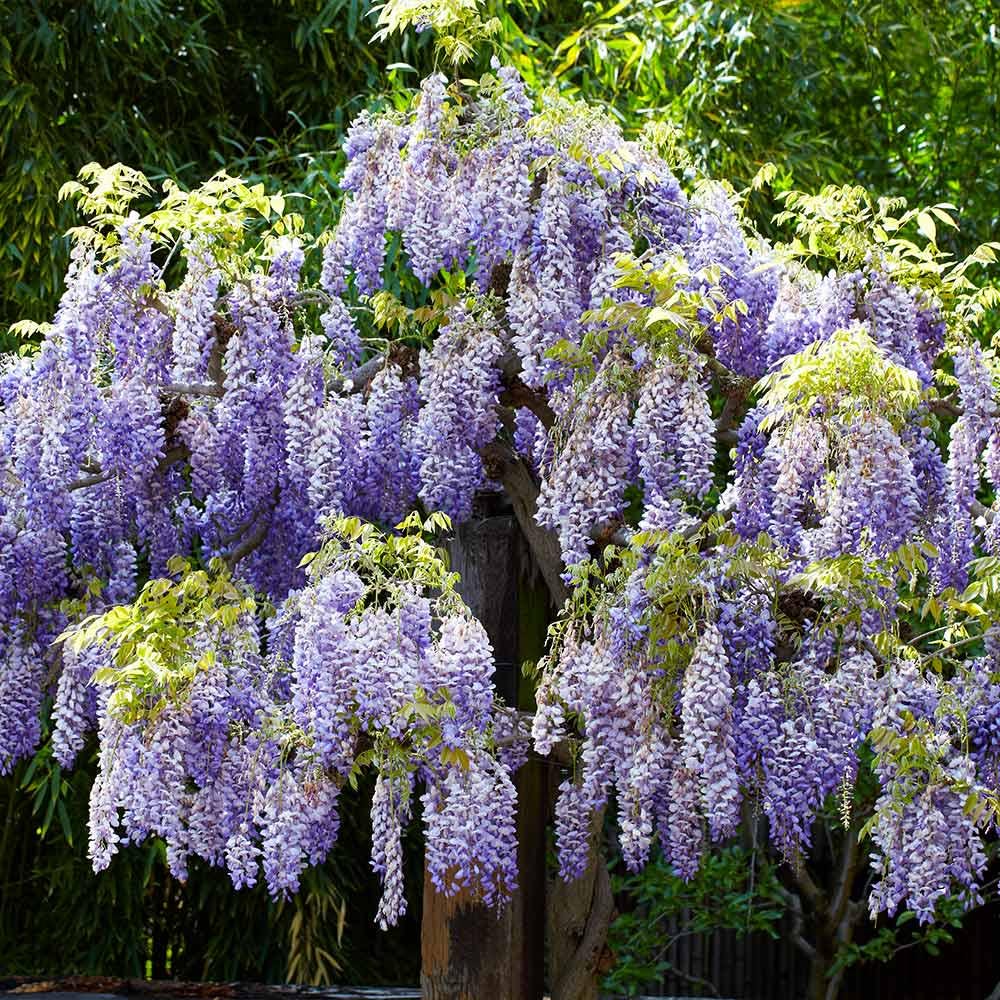 Violet Wisteria Flower seeds for Planting Hardy Variety Heirloom & GMO Free Seeds for Home Garden 
 
 Sale