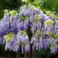 Violet Wisteria Flower seeds for Planting Hardy Variety Heirloom & GMO Free Seeds for Home Garden 
 
 Sale