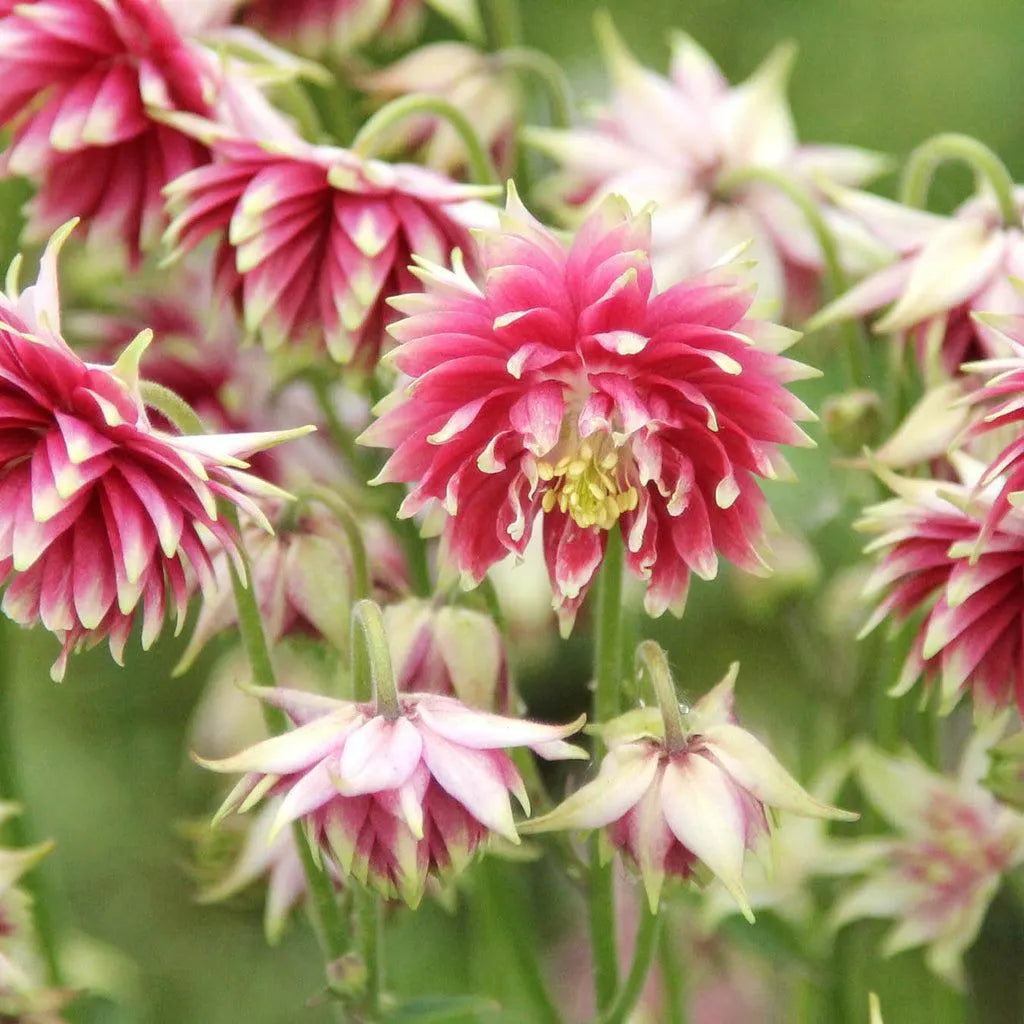 Nora Barlow Flower seeds for Planting Easy to Grow Heirloom & GMO Free Seeds for Home Garden
