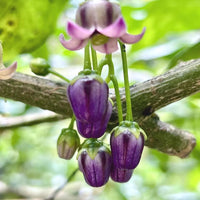 Cyphomandra Flower seeds for Planting - Pollinator Friendly, Heirloom & GMO Free Seeds for Home Garden