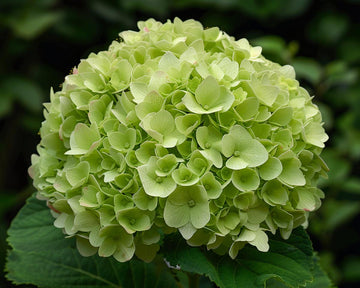 Dark Green Hydrangea Flower Seeds for Planting