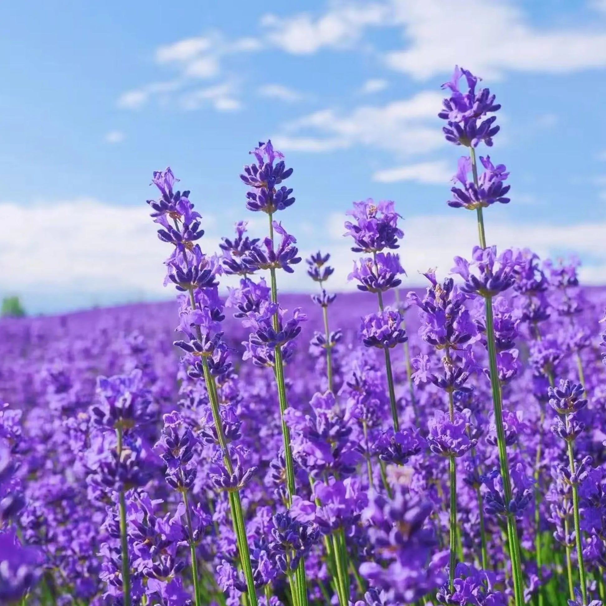 Violet Lavender Flower Seeds for Planting Long Bloom Season Heirloom & GMO Free Seeds for Home Garden
 
 Sale