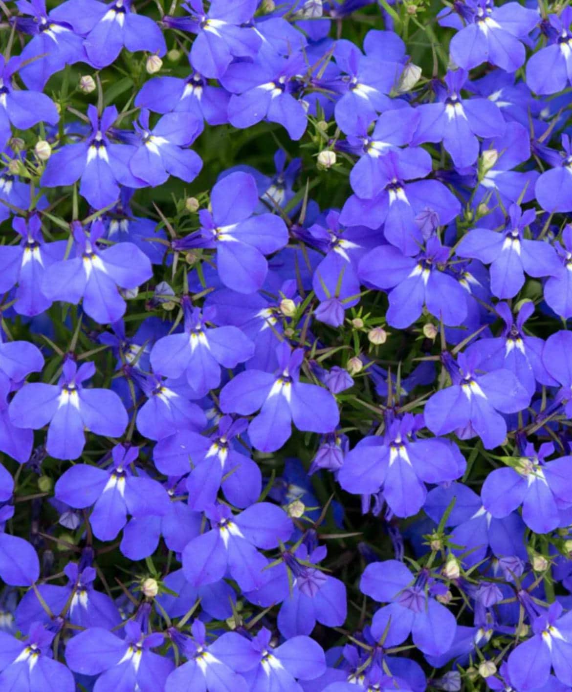 Blue Marine Flower seeds for Planting - Hardy Variety, Heirloom & GMO Free Seeds for Home Garden