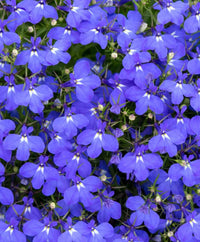 Blue Marine Flower seeds for Planting - Hardy Variety, Heirloom & GMO Free Seeds for Home Garden