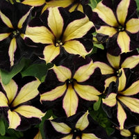 Black Yellow Petunia Flower seeds for Planting Perfect for Borders Heirloom & GMO Free Seeds for Home Garden