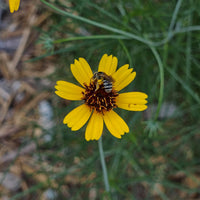 Heirloom Thelesperma Flower seeds for Planting Pollinator Friendly Heirloom & GMO Free Seeds for Home Garden