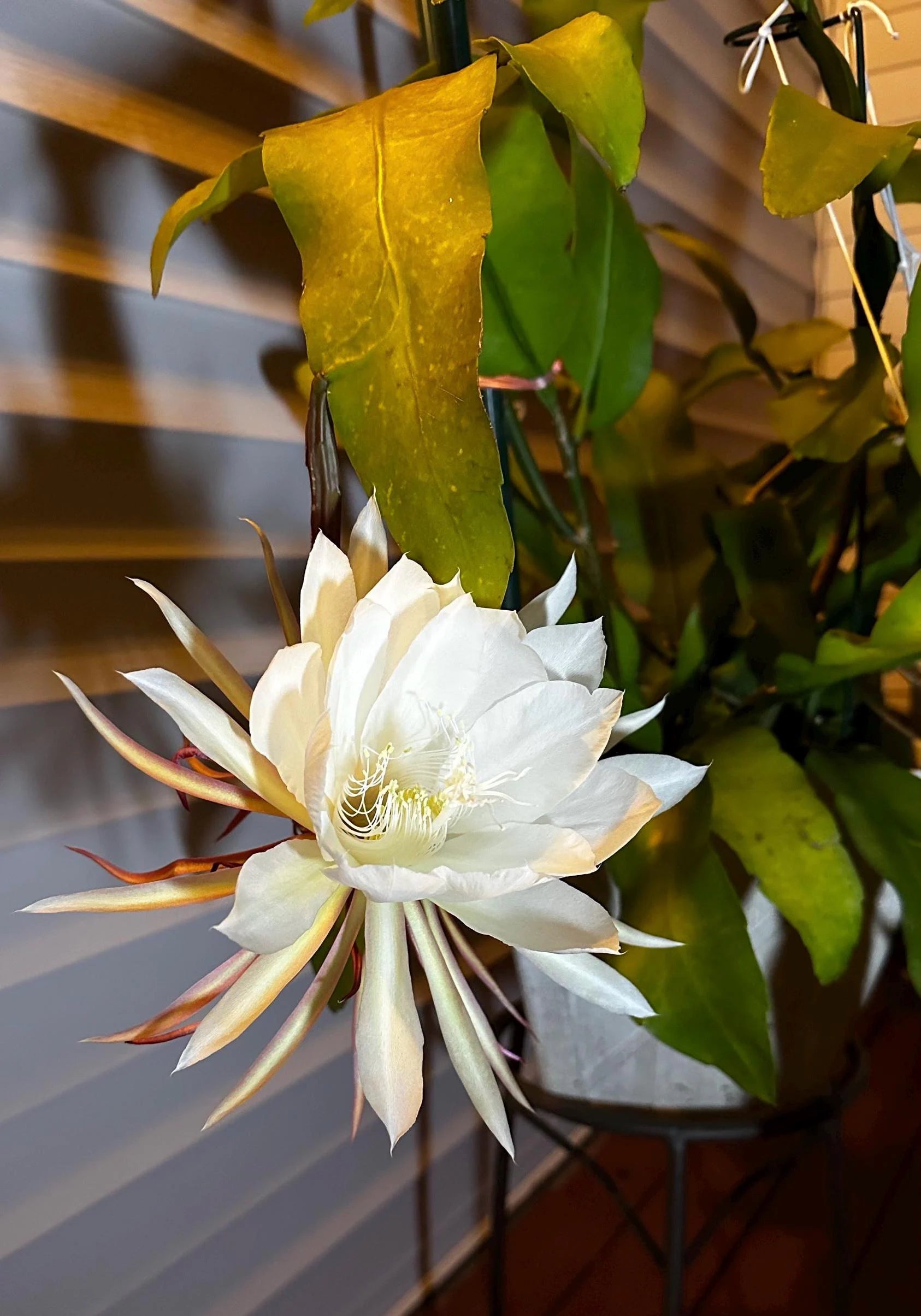 Epiphyllum Oxypetalum White Flower Seeds for Planting
