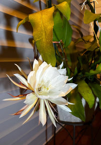 Epiphyllum Oxypetalum White Flower Seeds for Planting