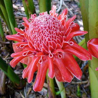 Ginger Flower seeds for Planting - Premium Quality, Heirloom & GMO Free Seeds for Home Garden
