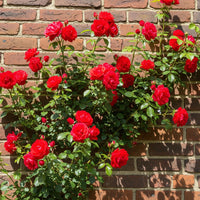 Fragrant Red Rose Flower seeds for Planting - Vibrant Colors, Heirloom & GMO Free Seeds for Home Garden