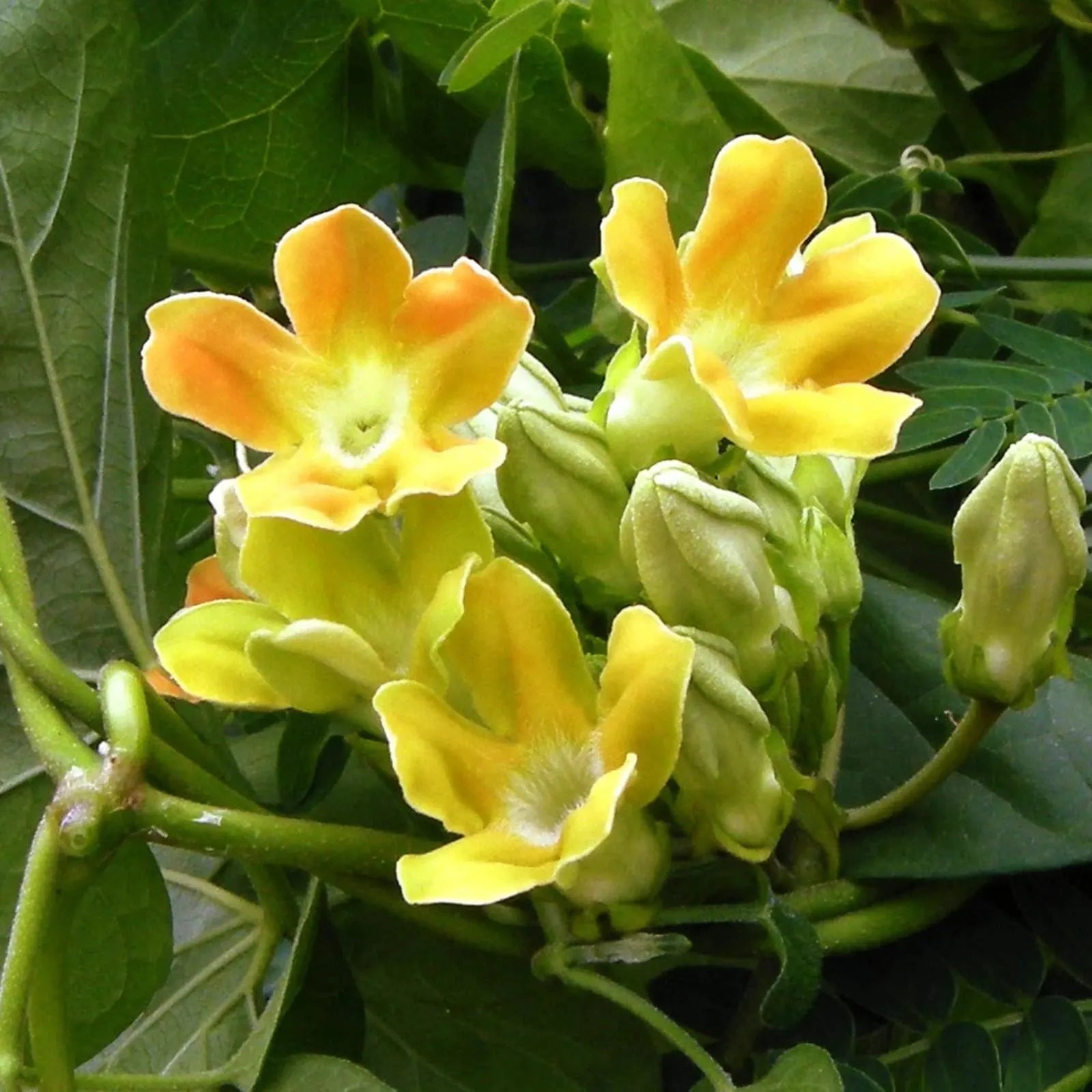 Telosma Cordata Flower Seeds for Planting - Premium Seeds for Vibrant Blooms