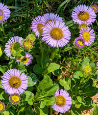 Violet Erigeron Flower Seeds for Easy Planting