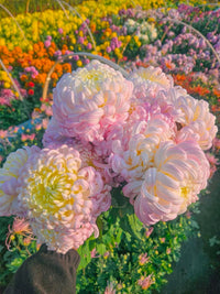 Rare Pink Chrysanthemum Bonsai Seeds for Planting