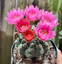 Gymnocalycium Flower seeds for Planting Wildflower Mix Heirloom & GMO Free Seeds for Home Garden