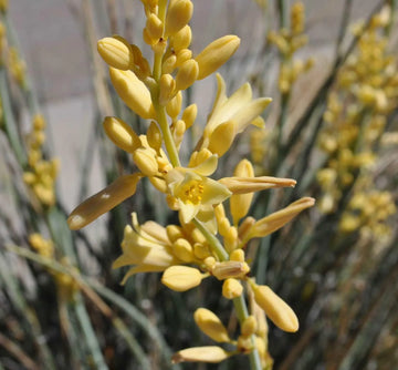 Yellow Yucca Plant Seeds for Easy Planting