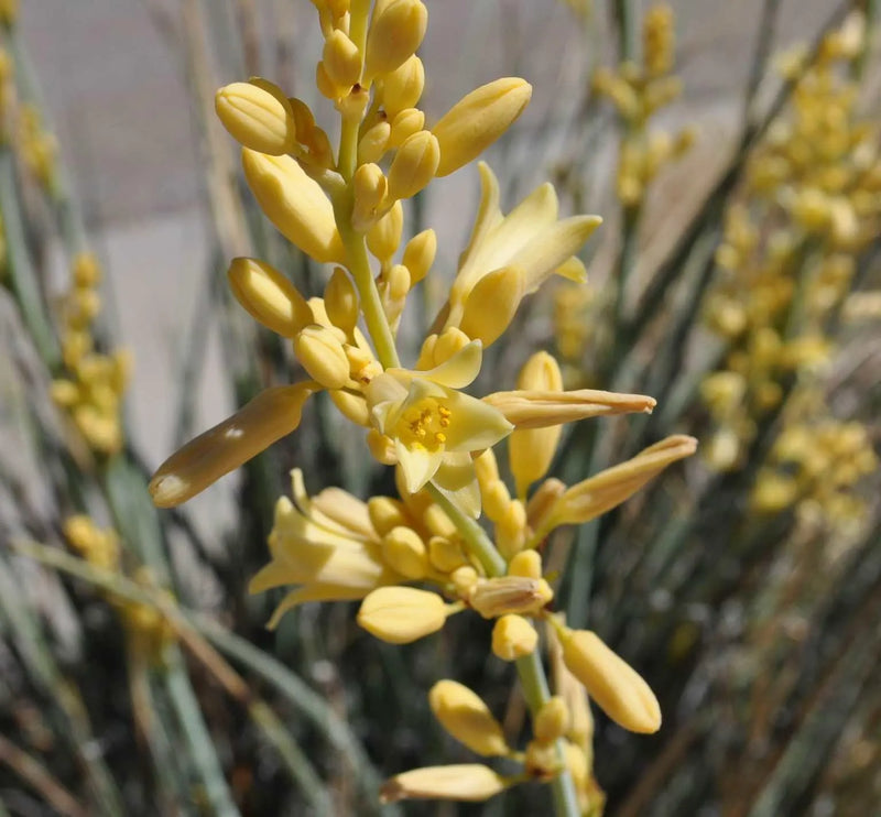 Yellow Yucca Plant Seeds for Easy Planting