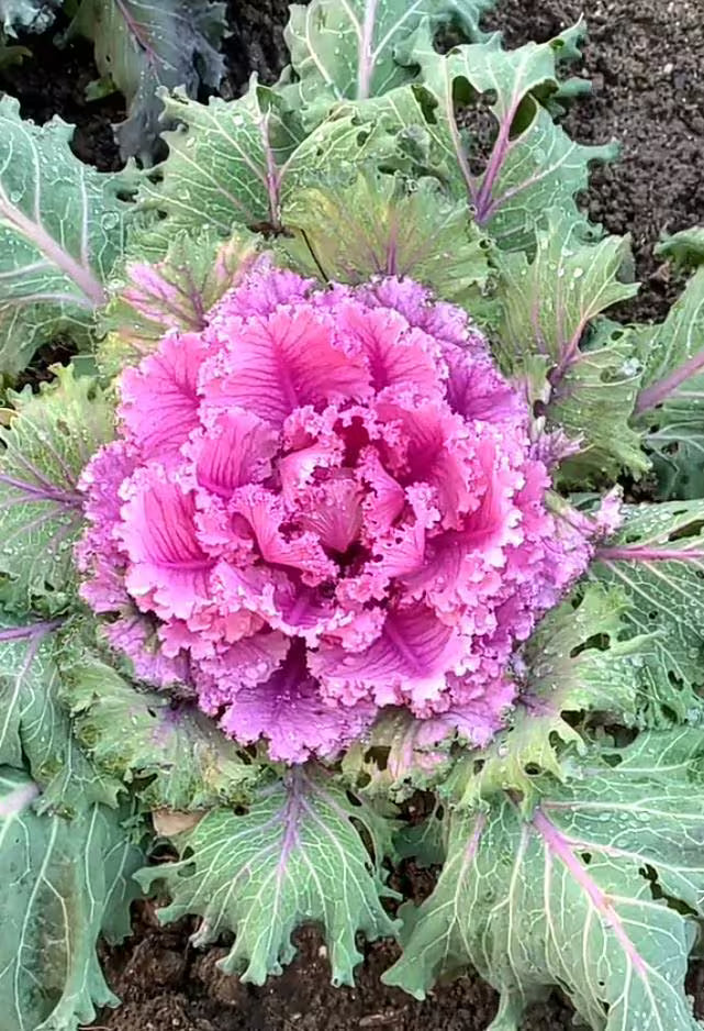 Violet Sky Blue Brassica Oleracea Flower Seeds for Planting Colorful Display Heirloom & GMO Free Seeds for Home Garden
 
 Sale