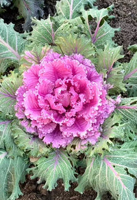 Violet Sky Blue Brassica Oleracea Flower Seeds for Planting Colorful Display Heirloom & GMO Free Seeds for Home Garden
 
 Sale