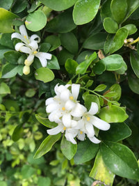 Murraya Paniculata Flower seeds for Planting Long Bloom Season Heirloom & GMO Free Seeds for Home Garden