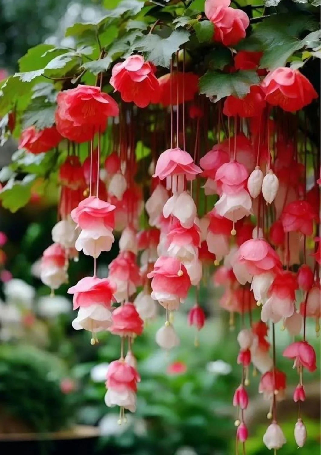 Weeping Pink Flower Seeds for Planting - Enhance Your Garden