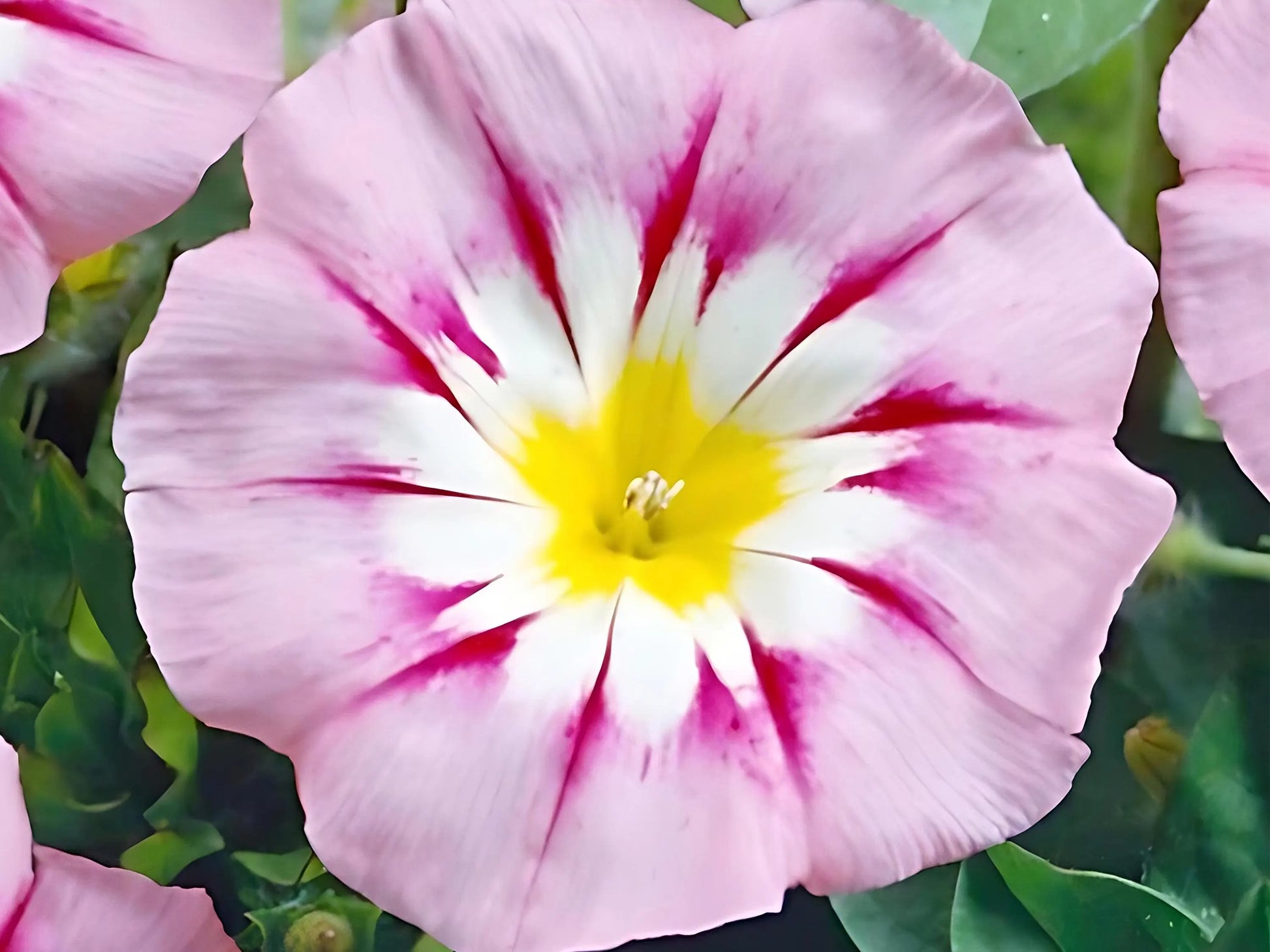 Pink Yellow Leucanthemum Flower seeds for Planting - Easy to Grow, Heirloom & GMO Free Seeds for Home Garden
