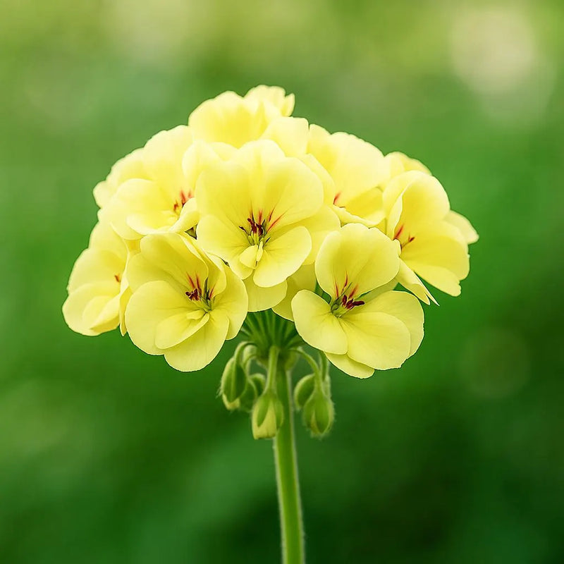 Univalve Geranium Light Yellow Flower Seeds for Planting  Annual Seeds for a Beautiful Garden