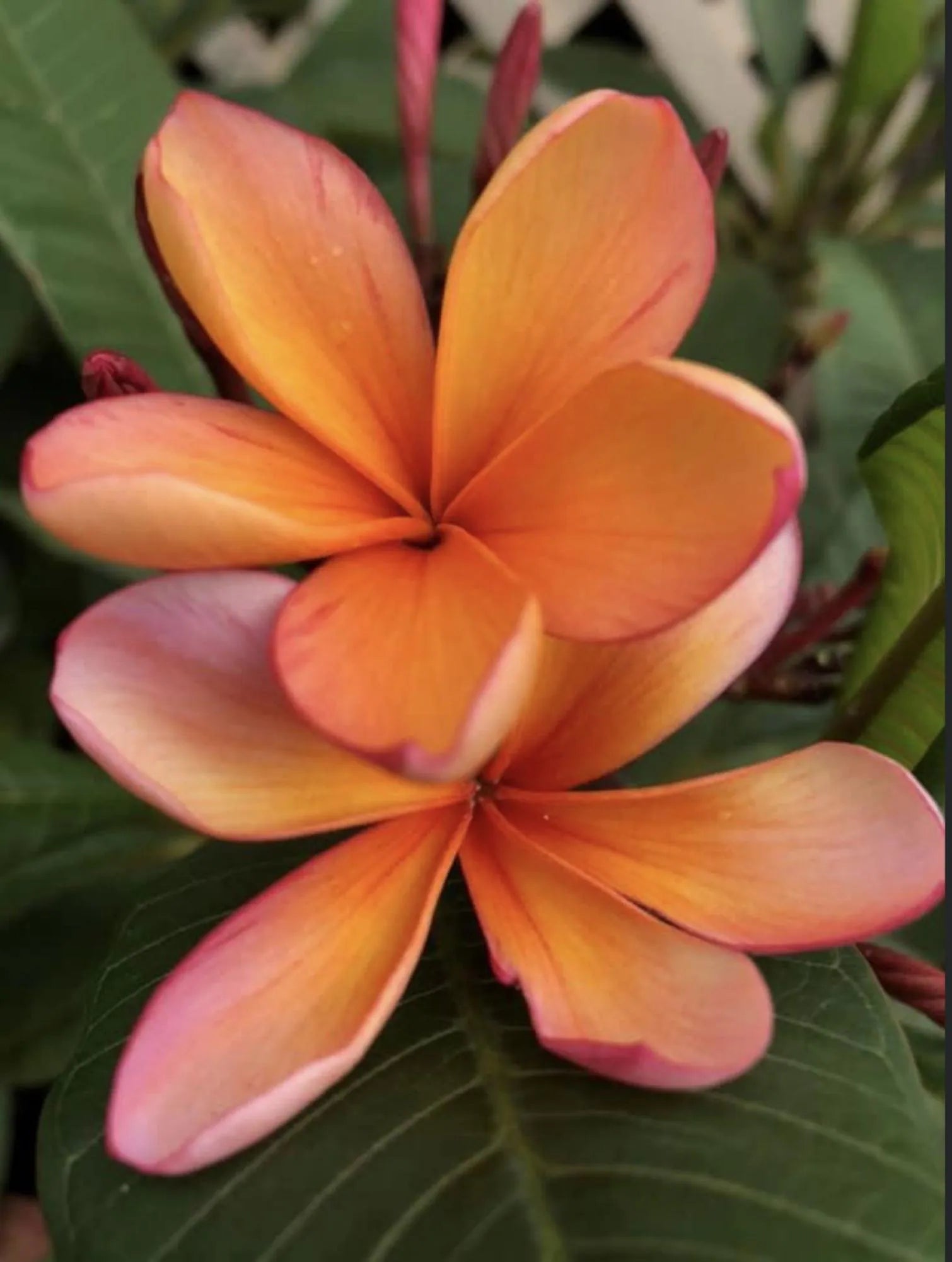 Orange Frangipani Flower seeds for Planting - Garden Favorite, Heirloom & GMO Free Seeds for Home Garden