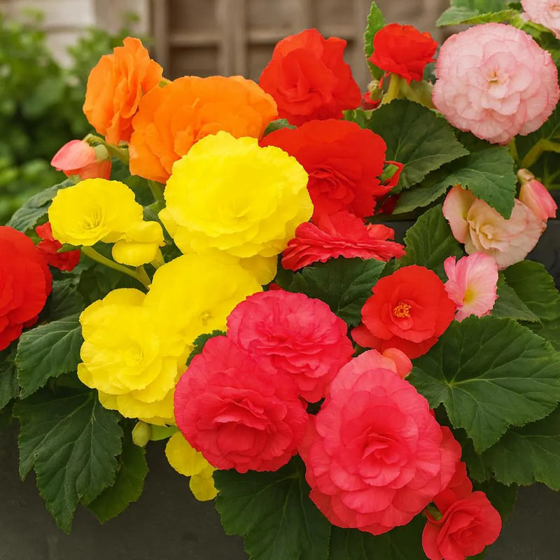 Begonia Nonstop Flower Planting Seeds for Vibrant Blooms - Perfect for Gardens and Containers